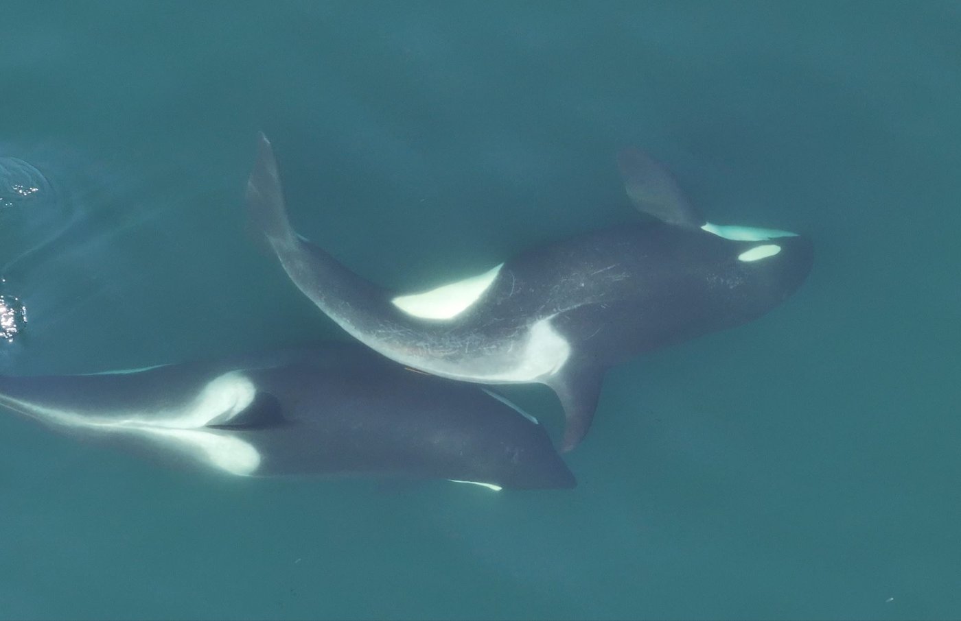 Orcas use kelp tools to groom and bond off B.C.'s coast, study suggests | iNFOnews.ca Orcas use kelp tools to groom and bond off B.C.'s coast, study suggests | iNFOnews.ca