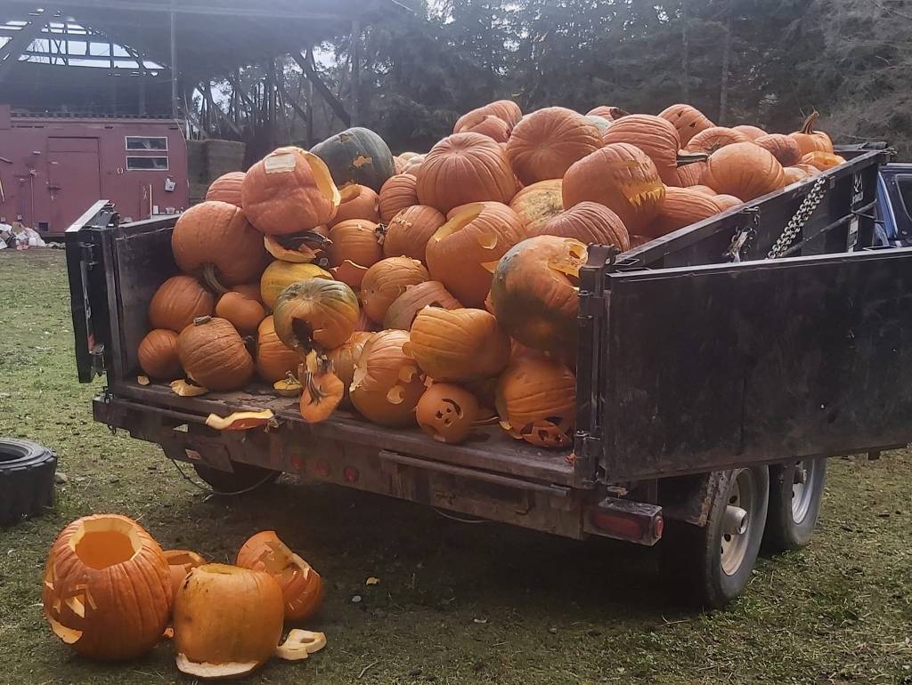 iN PHOTOS: Farm animals love donated pumpkins in Okanagan, Kamloops | iNFOnews.ca iN PHOTOS: Farm animals love donated pumpkins in Okanagan, Kamloops | iNFOnews.ca