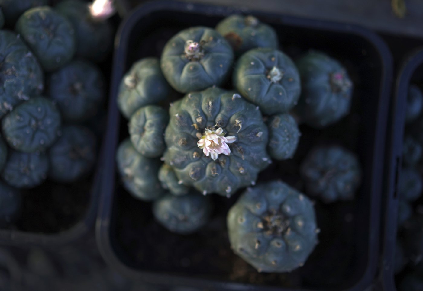 Peyote sacred to Native Americans threatened by psychedelic renaissance and development | iNFOnews.ca Peyote sacred to Native Americans threatened by psychedelic renaissance and development | iNFOnews.ca