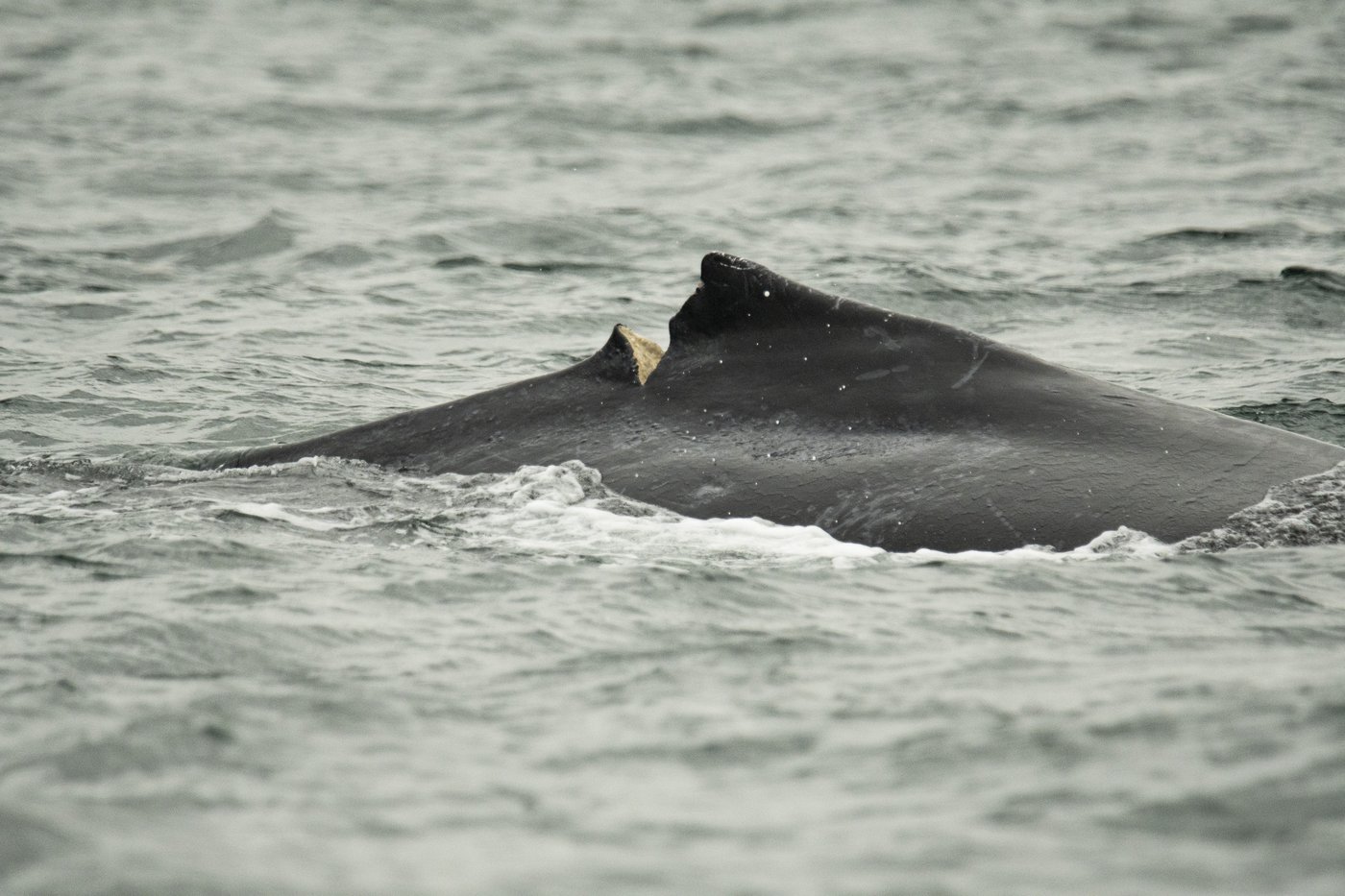 DFO investigating third whale death off B.C.'s coast within weeks | iNFOnews.ca