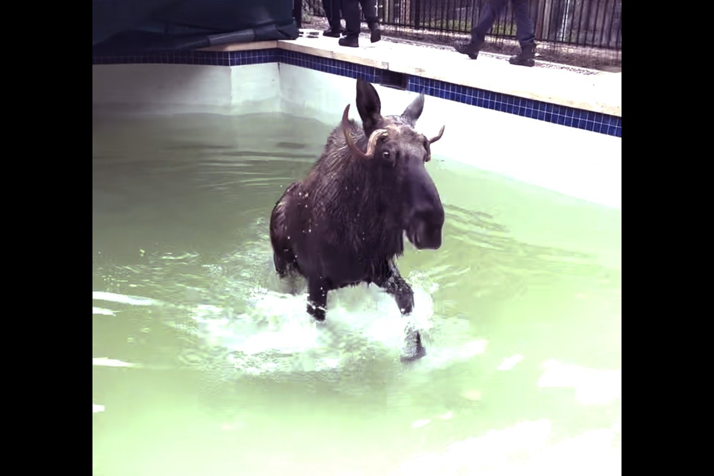 There's a moose on the loose - in a New Hampshire swimming pool | iNFOnews.ca There's a moose on the loose - in a New Hampshire swimming pool | iNFOnews.ca