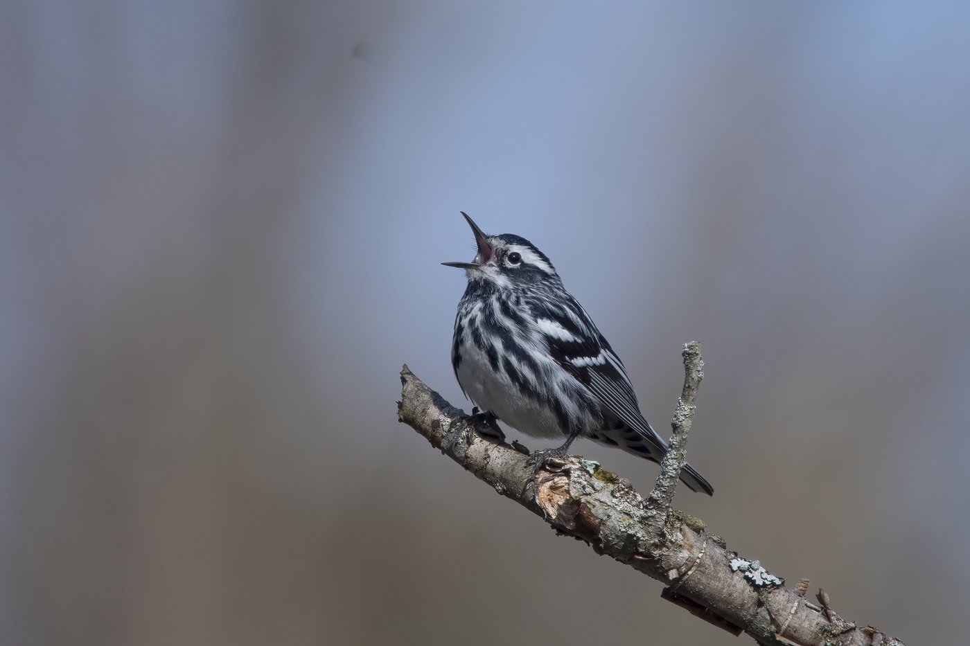 How to turn down the volume and protect wildlife in your yard and garden | iNFOnews.ca How to turn down the volume and protect wildlife in your yard and garden | iNFOnews.ca