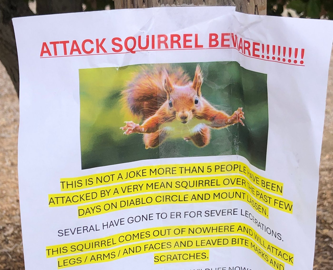 'Very mean squirrel' seeking food has sent at least 2 people to the ER in a California city | iNFOnews.ca 'Very mean squirrel' seeking food has sent at least 2 people to the ER in a California city | iNFOnews.ca
