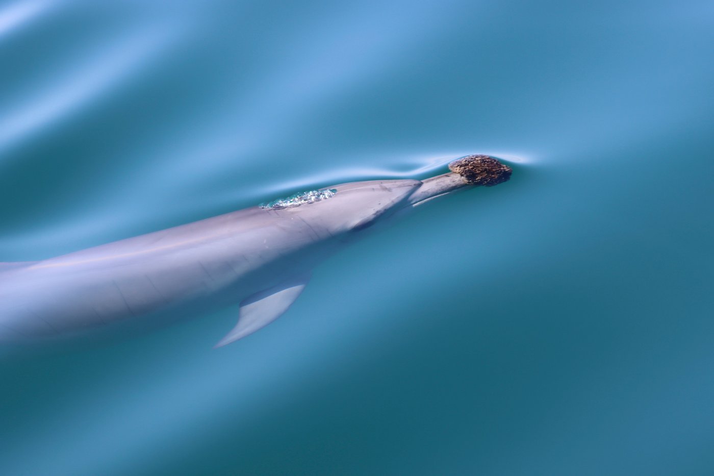 Some Australian dolphins use sponges to hunt fish, but it's harder than it looks | iNFOnews.ca