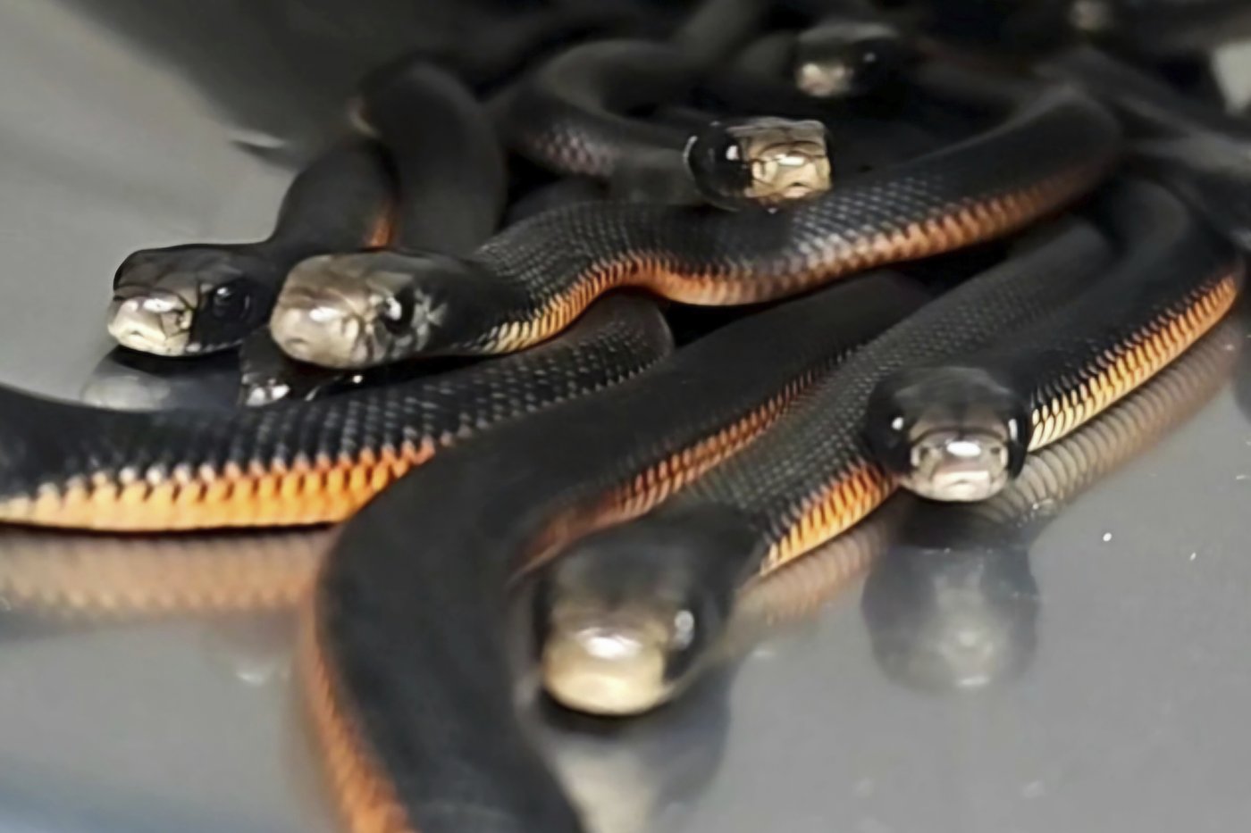 The number of venomous snakes removed from this Australian yard will make you shudder | iNFOnews.ca The number of venomous snakes removed from this Australian yard will make you shudder | iNFOnews.ca