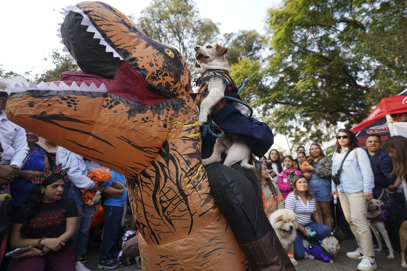 Pets join Mexico's Day of the Dead celebrations, as Fido and Tiger get their own altars | iNFOnews.ca