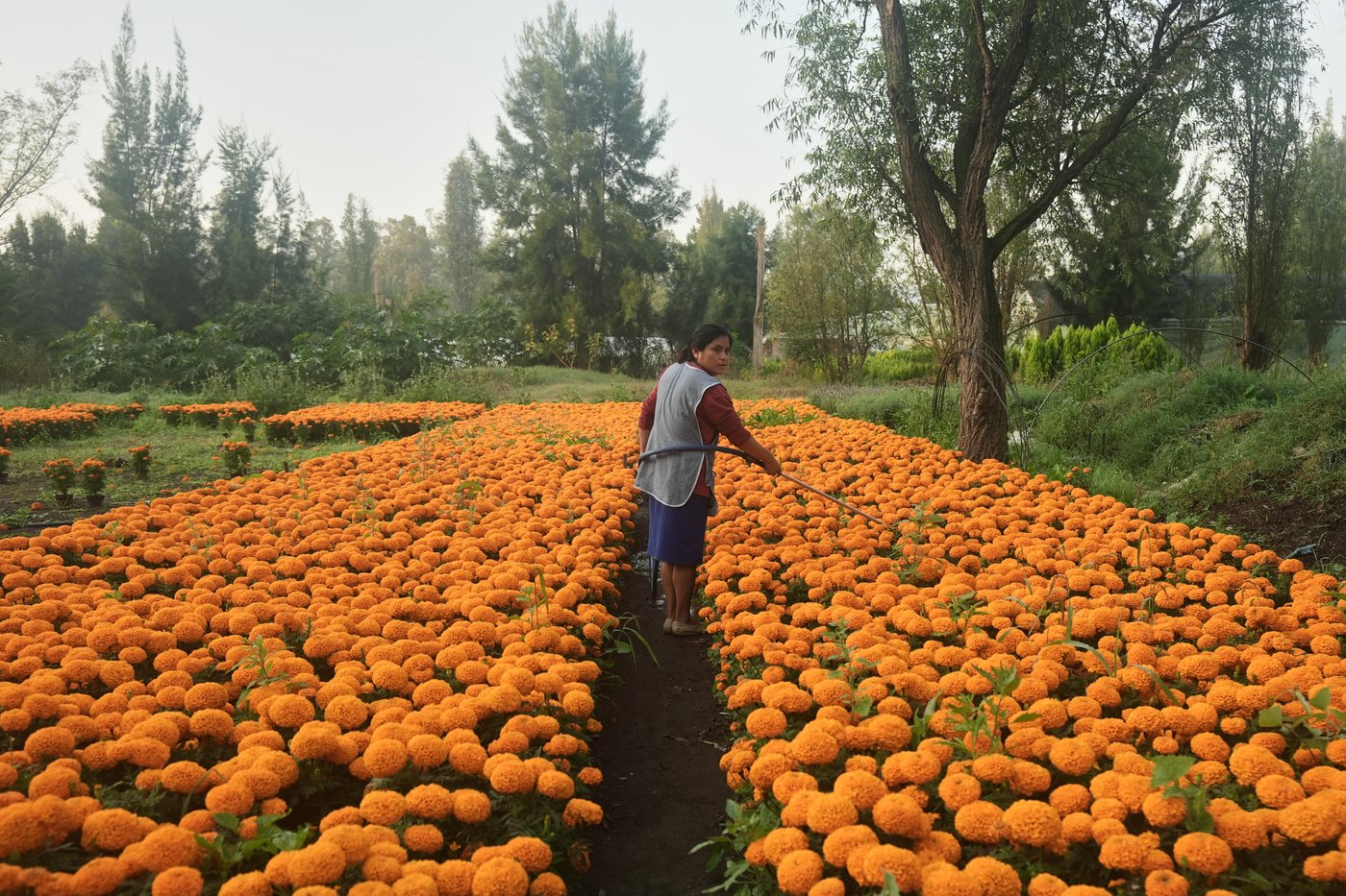 This orange flower cloaks Mexico during Day of the Dead. Climate change is putting it at risk | iNFOnews.ca This orange flower cloaks Mexico during Day of the Dead. Climate change is putting it at risk | iNFOnews.ca