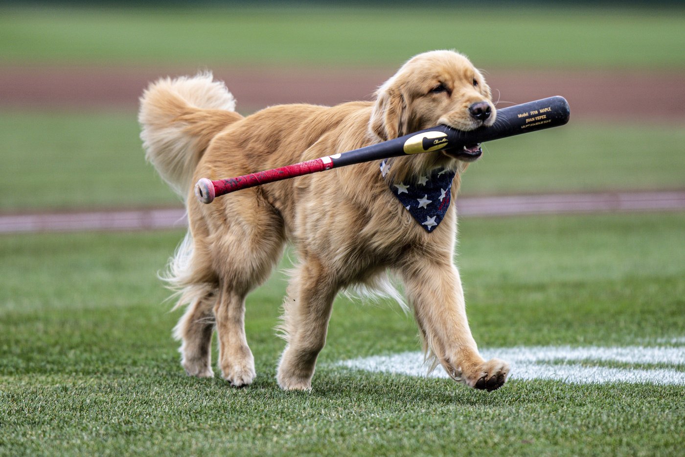 Nationals' bat-retrieving dog Bruce gets call up to majors from Triple-A, set for MLB debut Saturday | iNFOnews.ca Nationals' bat-retrieving dog Bruce gets call up to majors from Triple-A, set for MLB debut Saturday | iNFOnews.ca