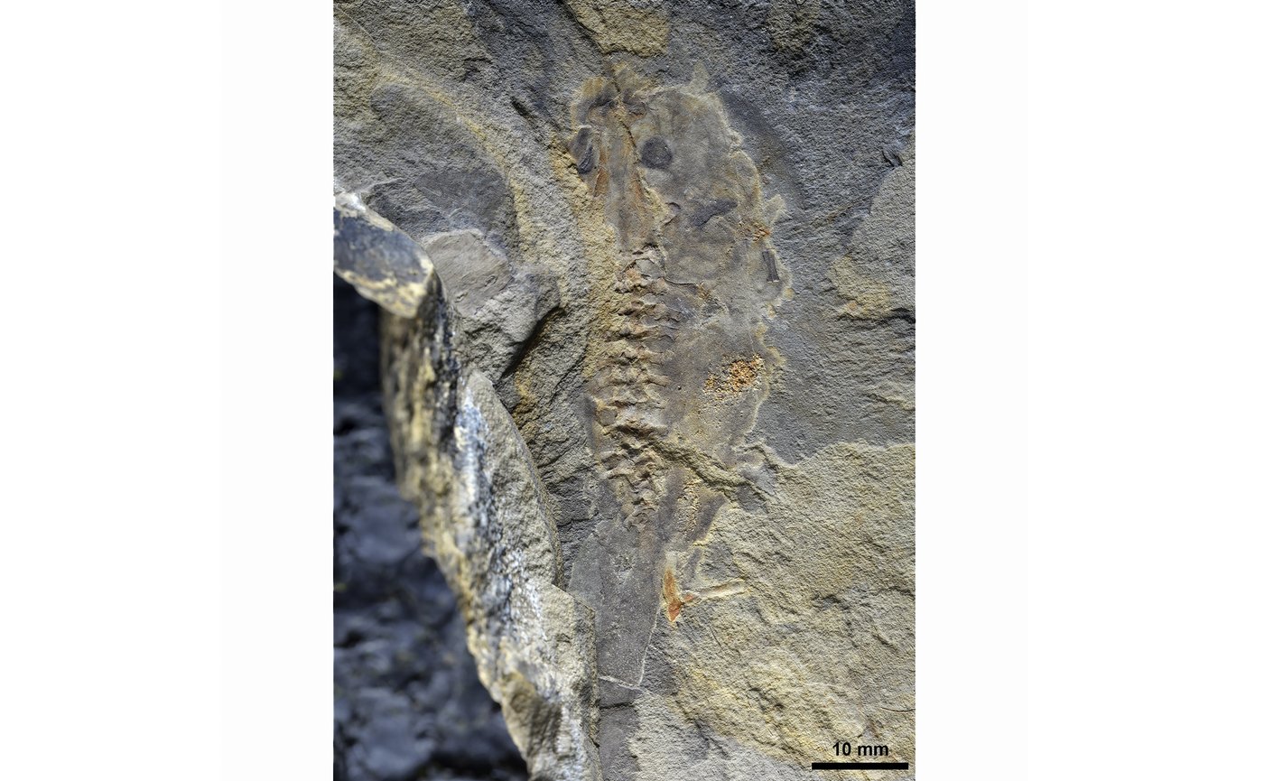 This ancient tadpole fossil is the oldest ever discovered | iNFOnews.ca