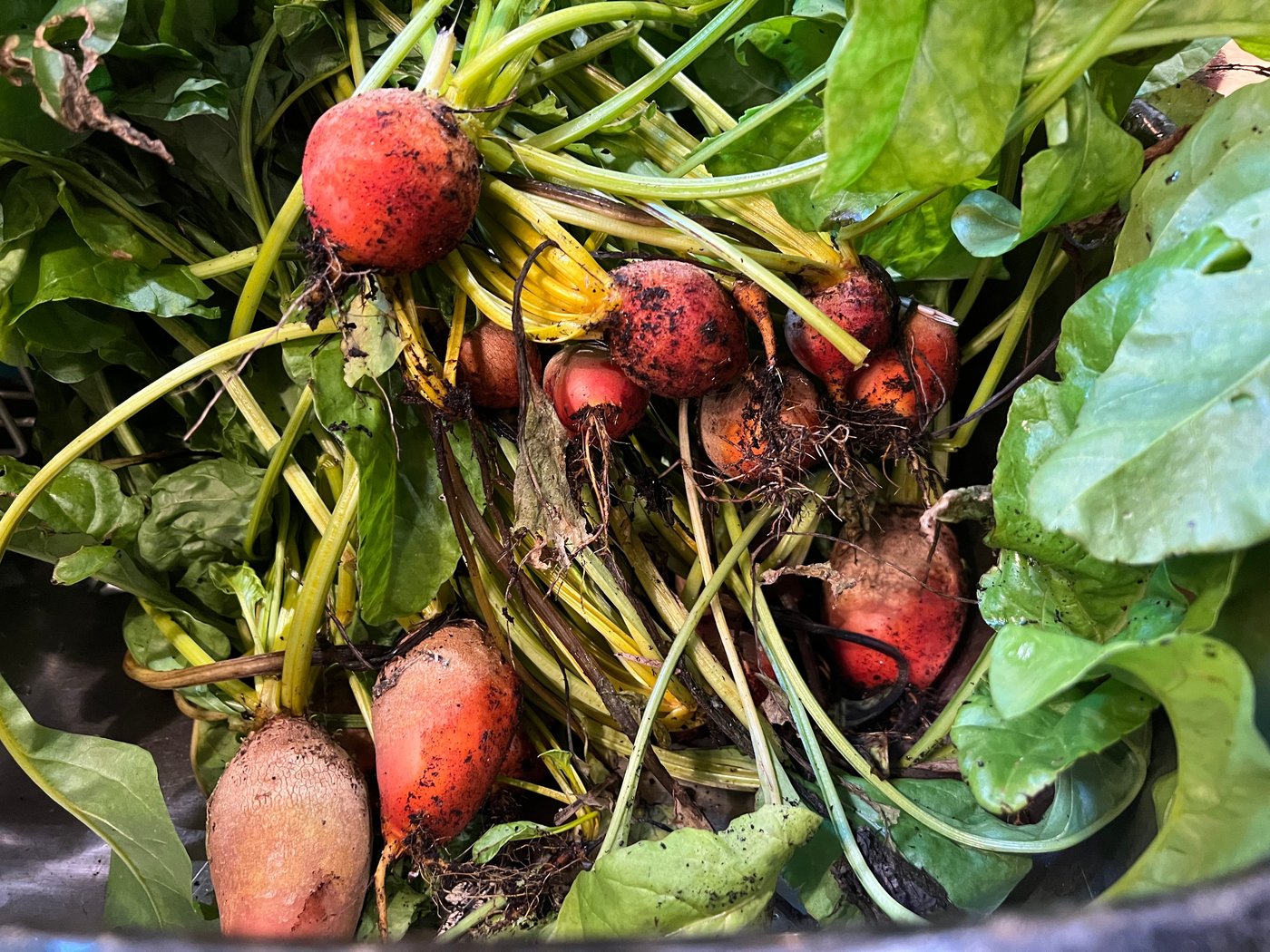 How to cook, freeze or pickle plant scraps instead of throwing them away | iNFOnews.ca How to cook, freeze or pickle plant scraps instead of throwing them away | iNFOnews.ca