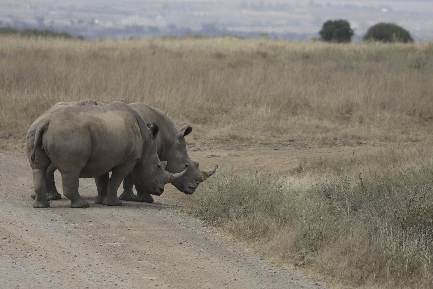 The number of rhinos is slightly up but poaching has increased too | iNFOnews.ca The number of rhinos is slightly up but poaching has increased too | iNFOnews.ca