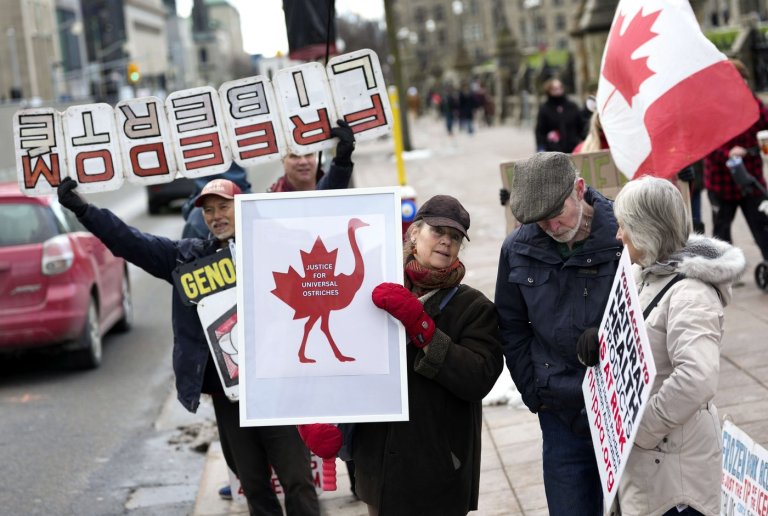 Months after B.C. ostrich cull, why does protest movement persist? | iNFOnews.ca