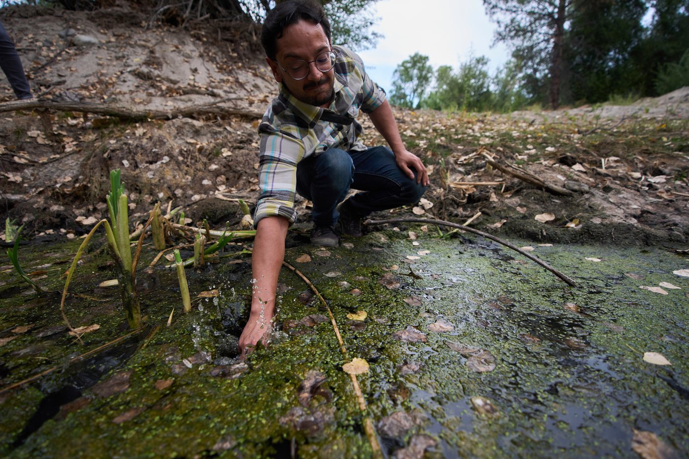 The call of a native frog is heard again in Southern California thanks to help from Mexico and AI | iNFOnews.ca The call of a native frog is heard again in Southern California thanks to help from Mexico and AI | iNFOnews.ca