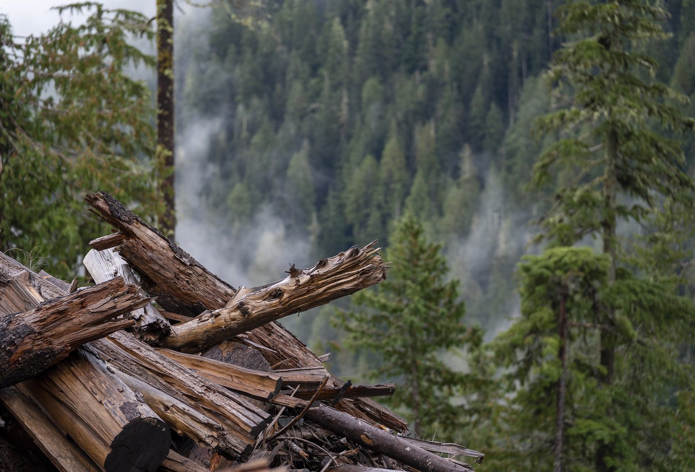 Audit finds B.C.'s forest management hurt by flawed data without clear methodology | iNFOnews.ca Audit finds B.C.'s forest management hurt by flawed data without clear methodology | iNFOnews.ca