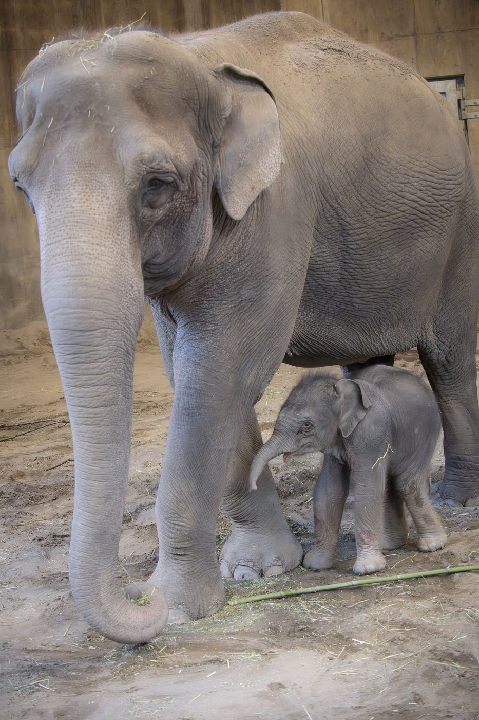 The Oregon Zoo welcomes a new baby elephant | iNFOnews.ca The Oregon Zoo welcomes a new baby elephant | iNFOnews.ca