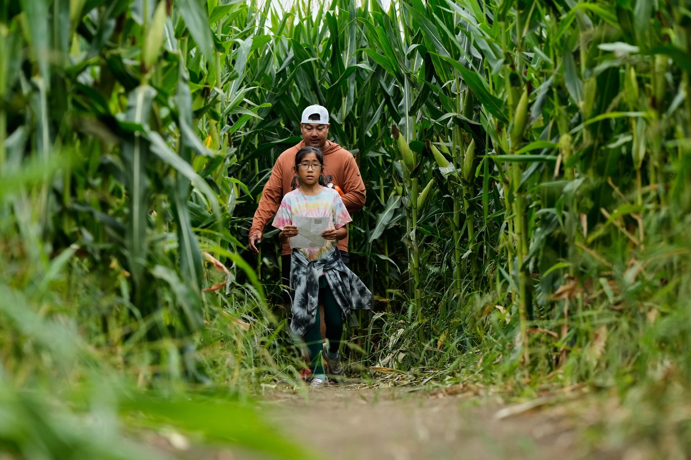 Giant Northern California corn maze lets visitors enjoy getting lost | iNFOnews.ca Giant Northern California corn maze lets visitors enjoy getting lost | iNFOnews.ca