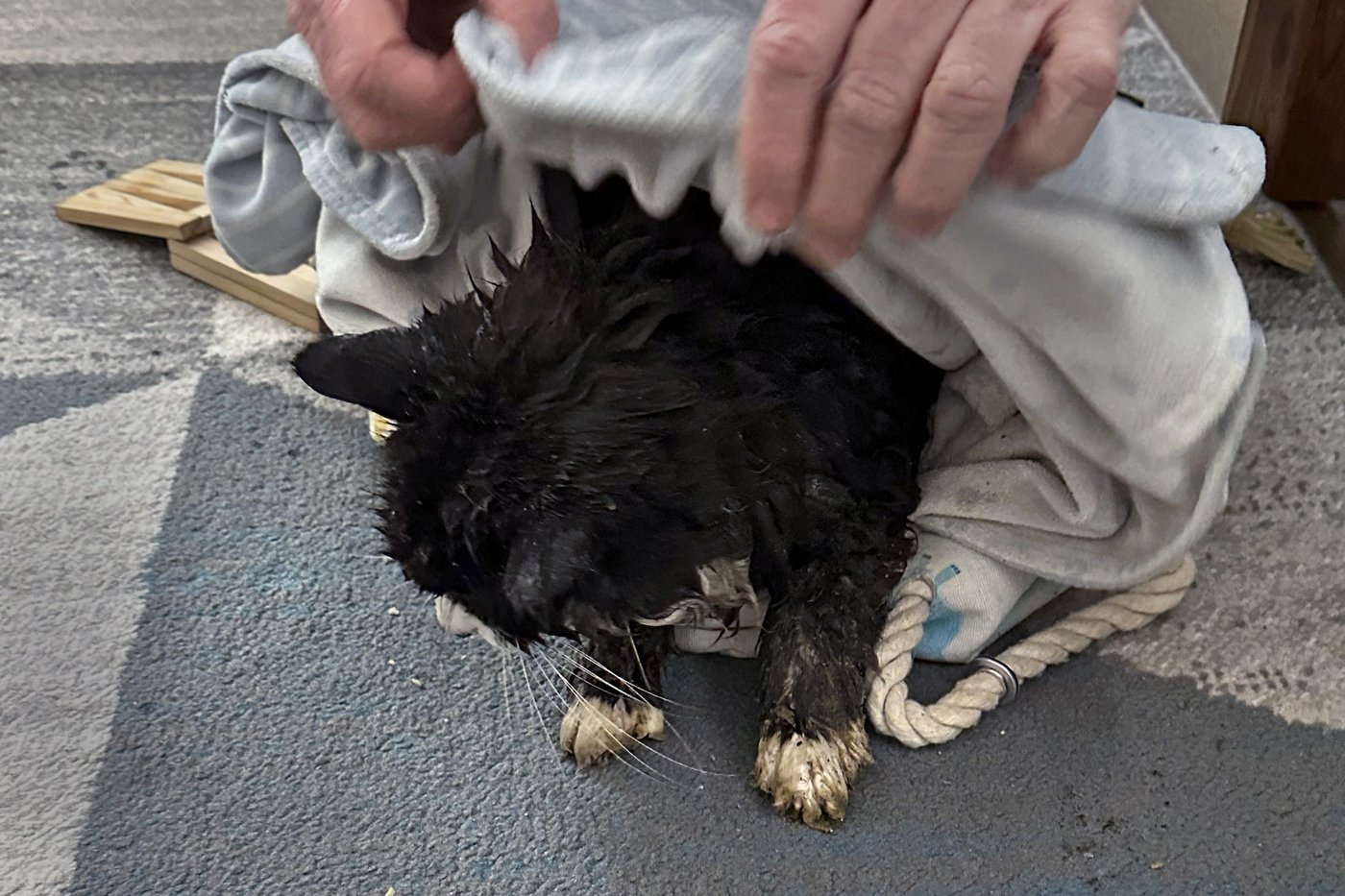 A 20-year-old blind cat is rescued from an icy Massachusetts pond after some quick thinking | iNFOnews.ca