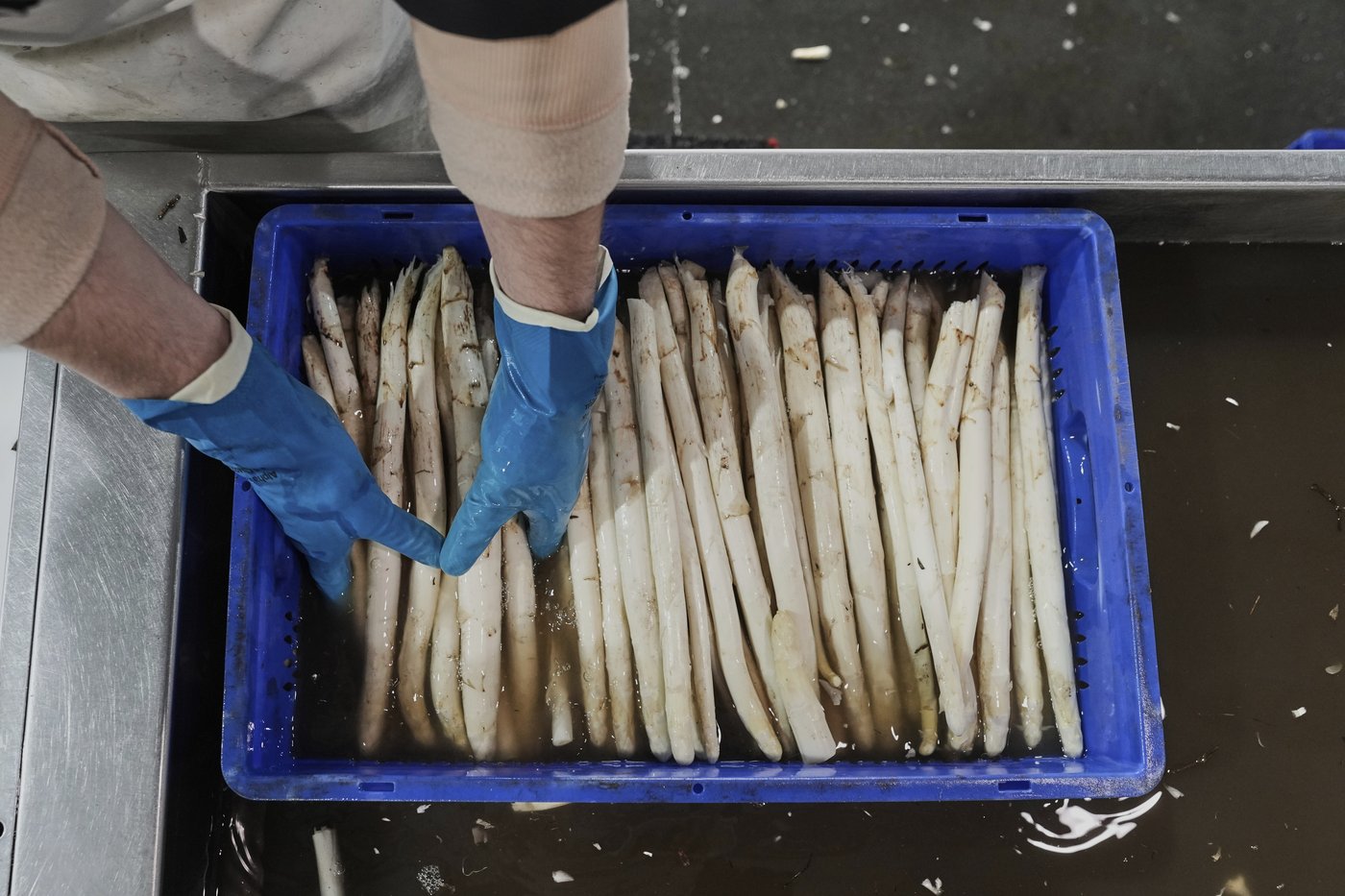 It’s springtime in Germany and people are obsessing about white asparagus | iNFOnews.ca It’s springtime in Germany and people are obsessing about white asparagus | iNFOnews.ca