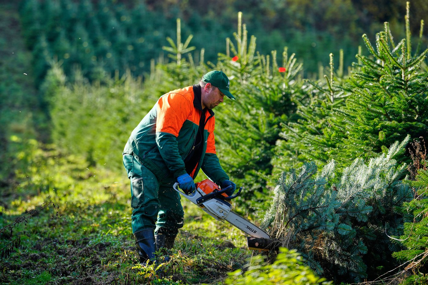 Christmas harvest begins in Germany, where some say decorating trees began | iNFOnews.ca