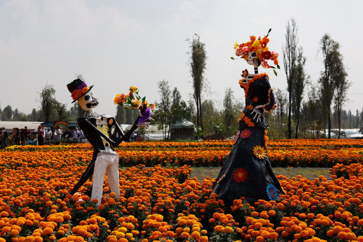 This orange flower cloaks Mexico during Day of the Dead. Climate change is putting it at risk | iNFOnews.ca This orange flower cloaks Mexico during Day of the Dead. Climate change is putting it at risk | iNFOnews.ca