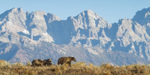 Two grizzly bears with mountains in the background.