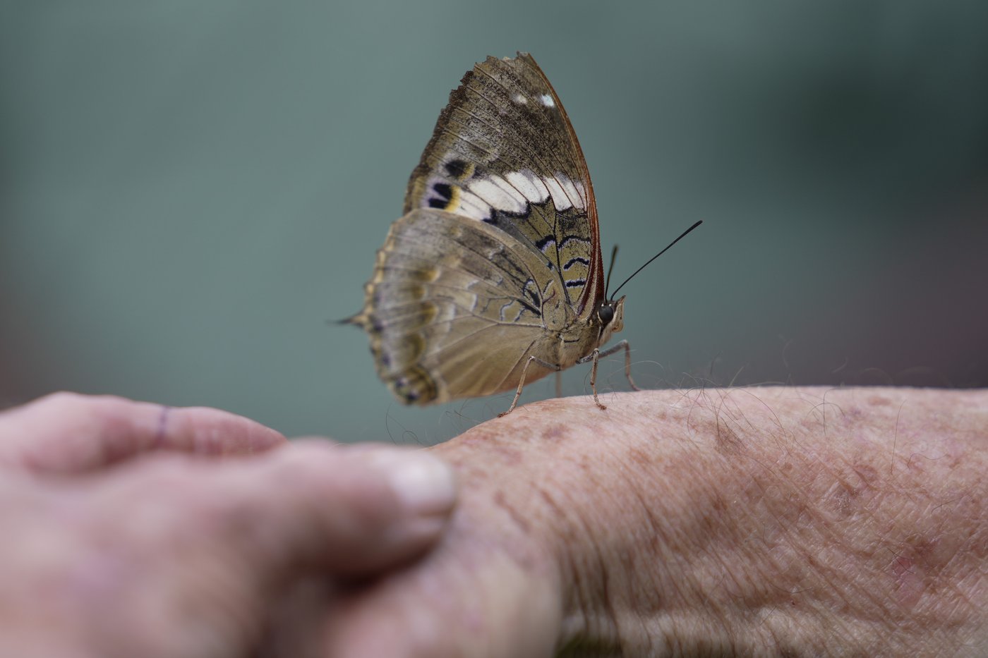 A butterfly collector in Africa with more than 4.2 million seeks to share them for the future | iNFOnews.ca A butterfly collector in Africa with more than 4.2 million seeks to share them for the future | iNFOnews.ca