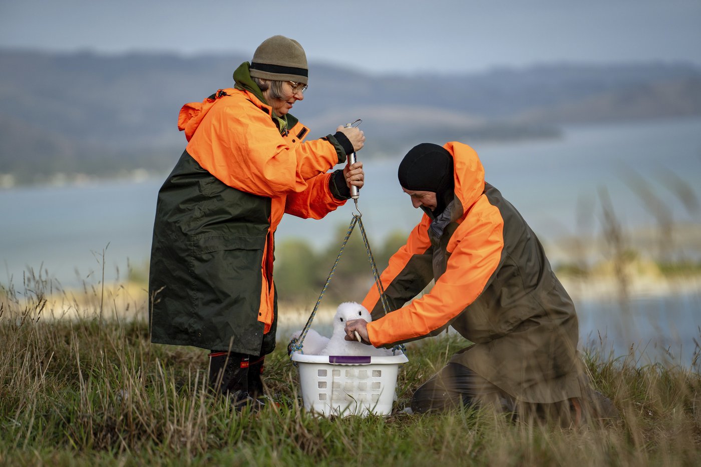 An albatross couple shares egg duty in this captivating low-drama reality show | iNFOnews.ca An albatross couple shares egg duty in this captivating low-drama reality show | iNFOnews.ca