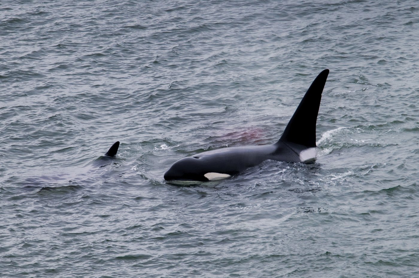 How Vancouver's urban orcas create connections and community among followers | iNFOnews.ca