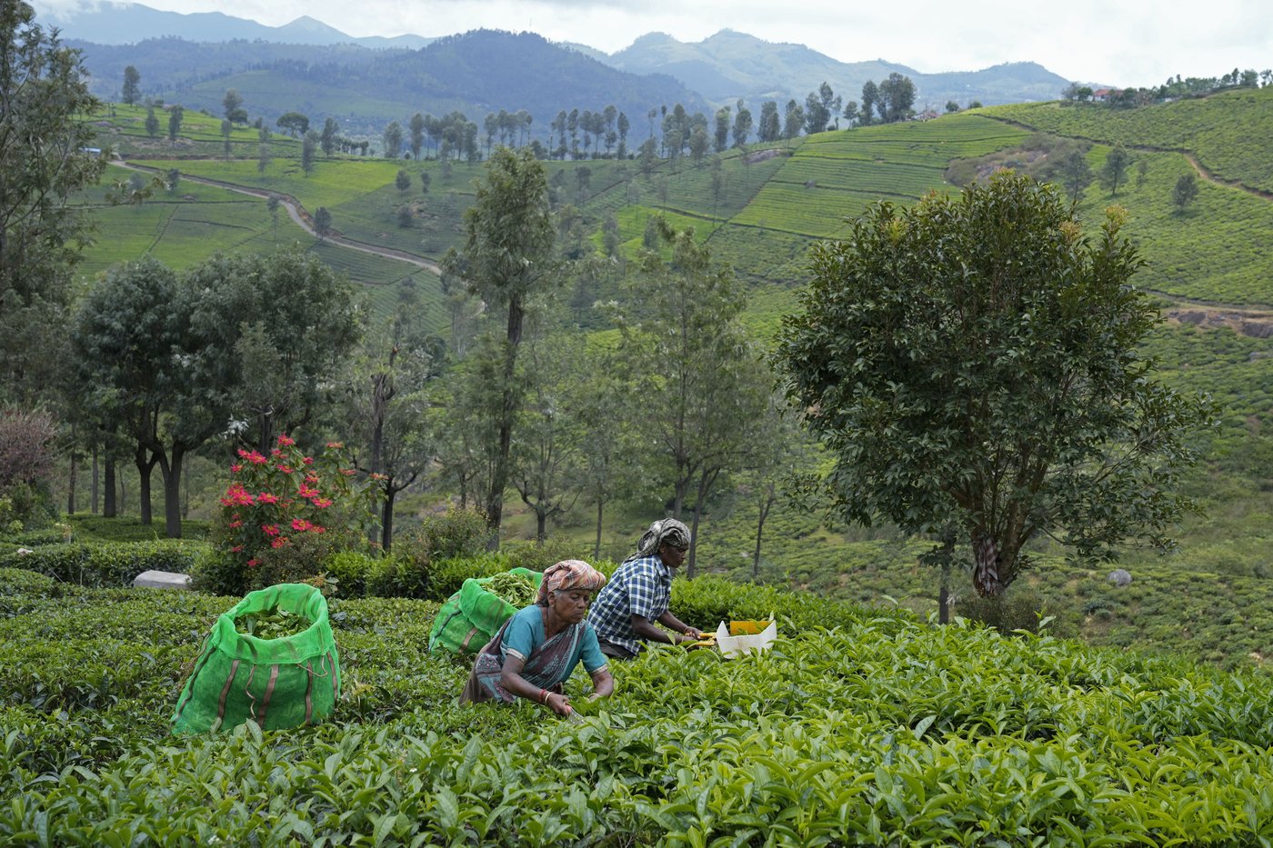 In southern India's tea country, small but mighty efforts are brewing to bring back native forests | iNFOnews.ca