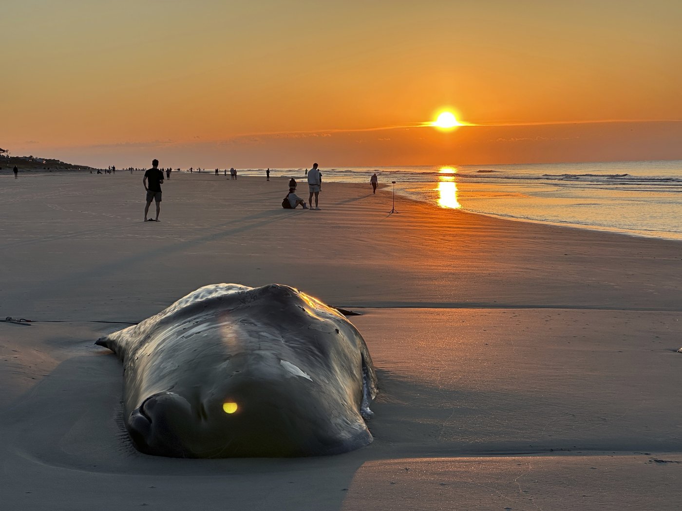 Beached whale is euthanized on South Carolina resort island | iNFOnews.ca Beached whale is euthanized on South Carolina resort island | iNFOnews.ca