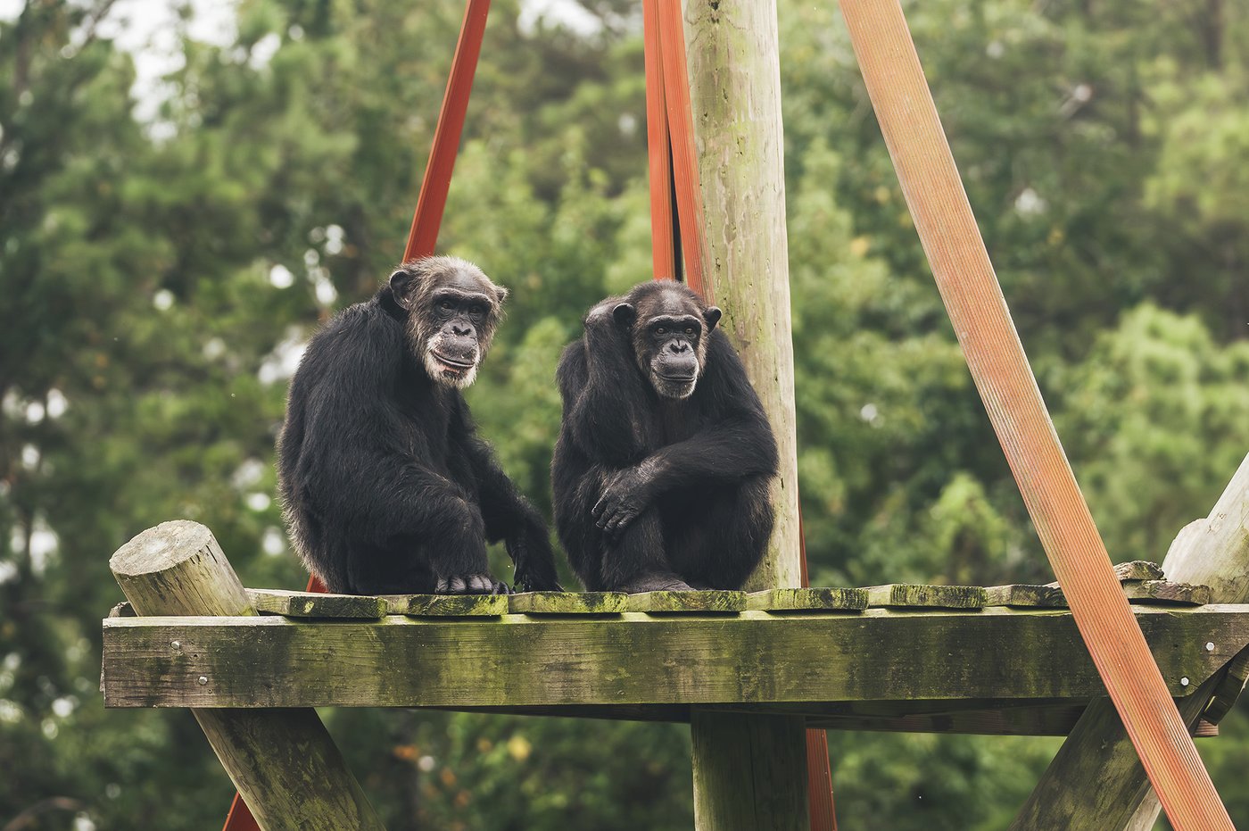 Retired research chimps to be moved from New Mexico to a Louisiana sanctuary | iNFOnews.ca Retired research chimps to be moved from New Mexico to a Louisiana sanctuary | iNFOnews.ca