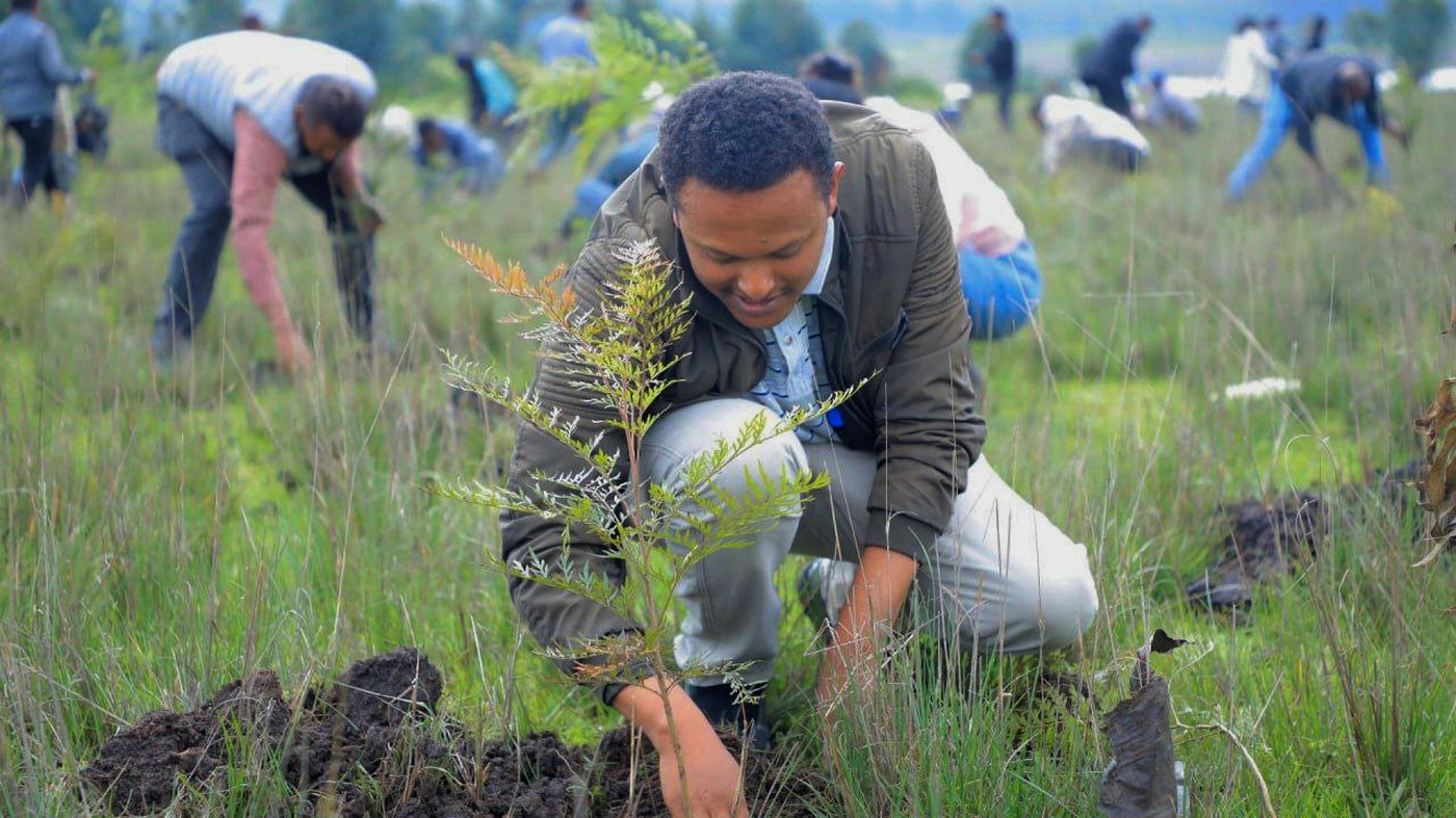 Ethiopia's national tree campaign underway with aim to plant 700 million seedlings in one day | iNFOnews.ca
