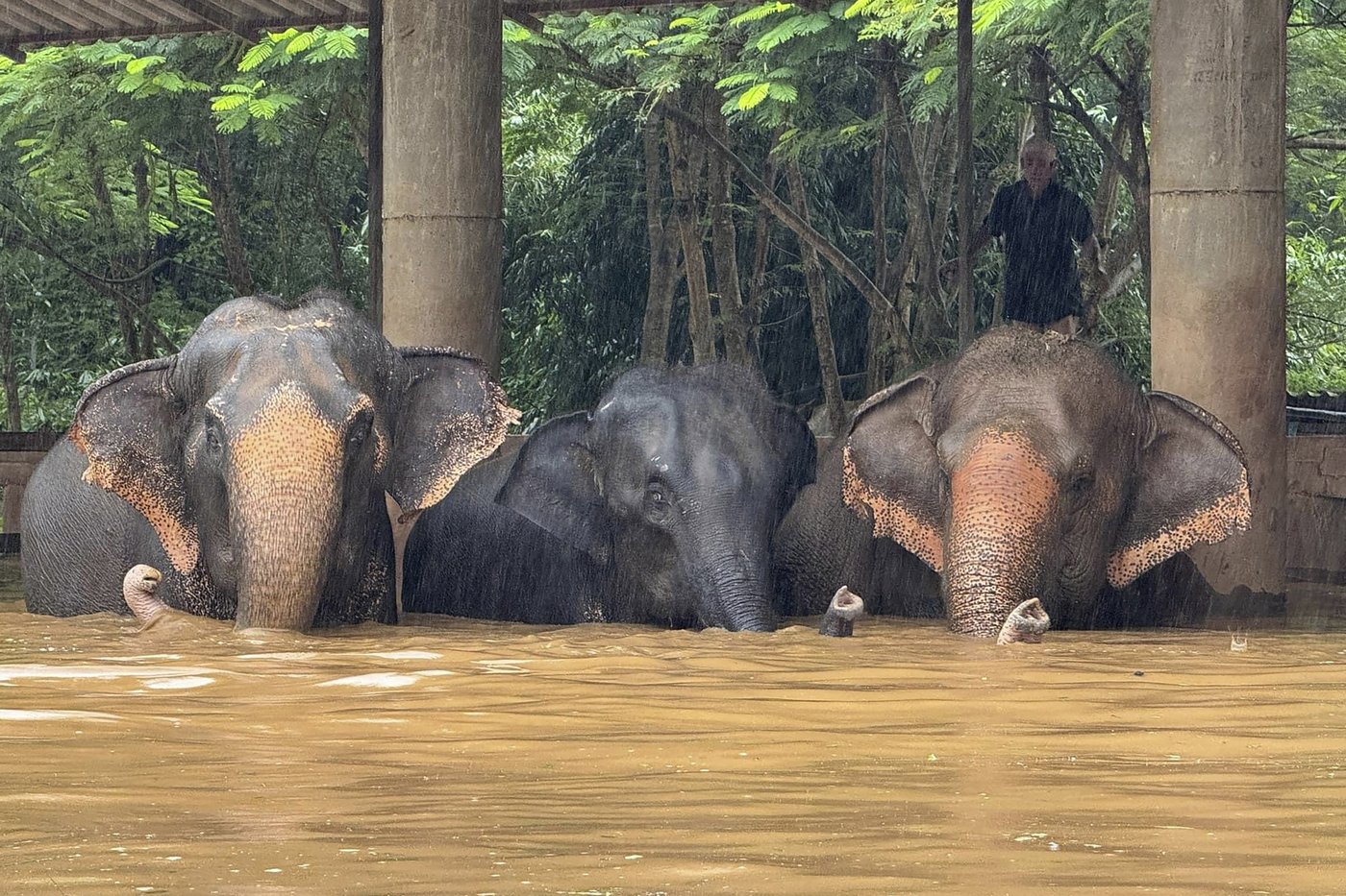 Flooding from seasonal rains threatens residents in northern Thailand, including elephants | iNFOnews.ca