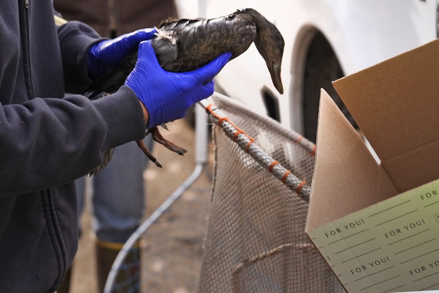 Rescuers rush to save geese and ducks soaked in oil due to spill in Boston river | iNFOnews.ca