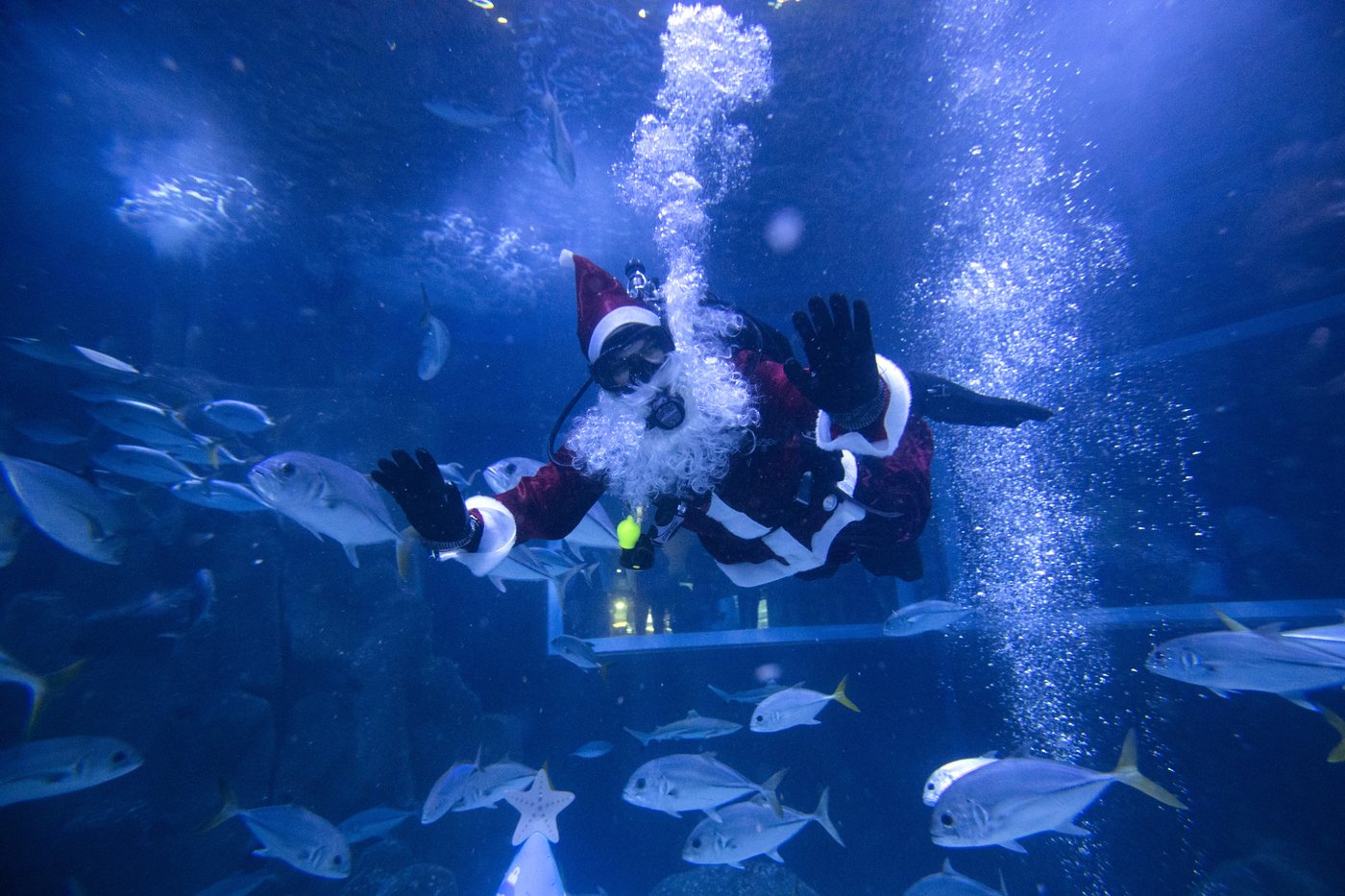 Santa Claus joins sharks for a holiday swim at a Rio de Janeiro aquarium | iNFOnews.ca Santa Claus joins sharks for a holiday swim at a Rio de Janeiro aquarium | iNFOnews.ca