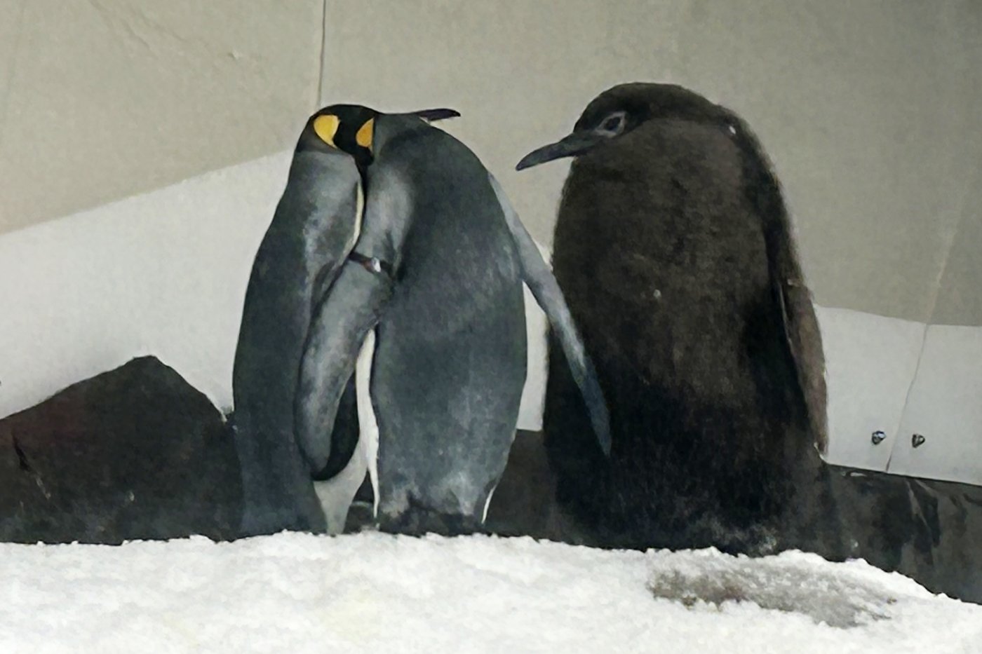 Huge Australian king penguin chick Pesto grows into social media star | iNFOnews.ca Huge Australian king penguin chick Pesto grows into social media star | iNFOnews.ca