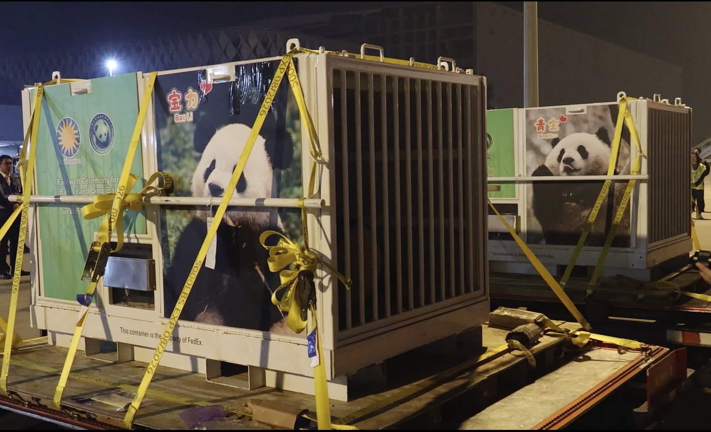 Pandas arrive at National Zoo, but won't be ready for public debut until January | iNFOnews.ca Pandas arrive at National Zoo, but won't be ready for public debut until January | iNFOnews.ca