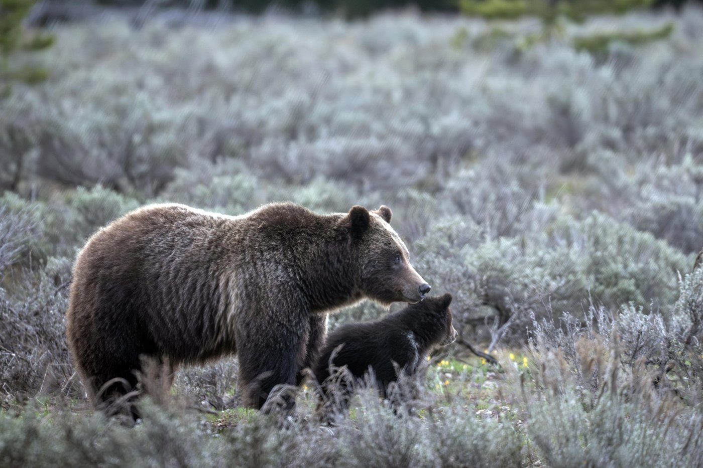 Member of beloved grizzly bear family hit and killed in Wyoming's Grand Teton National Park | iNFOnews.ca