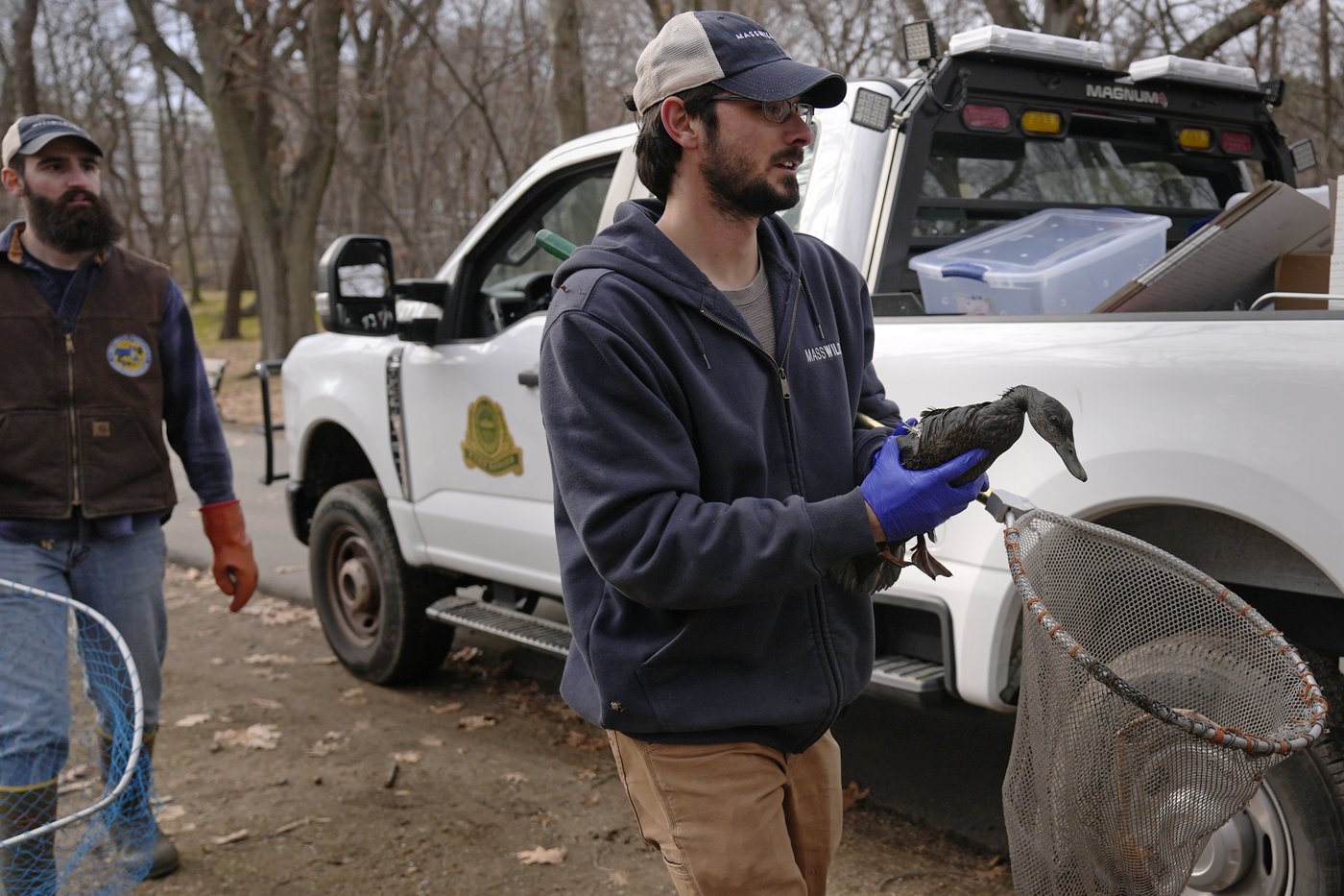 Rescuers rush to save geese and ducks soaked in oil due to spill in Boston river | iNFOnews.ca