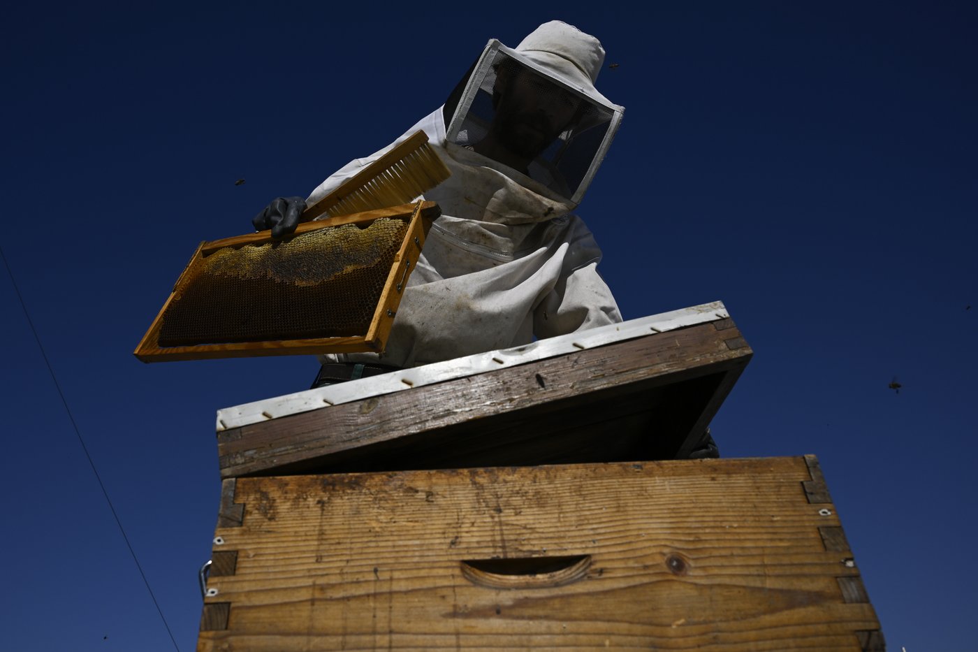 From rooftops to honey jars, Athens is abuzz with urban beekeeping | iNFOnews.ca