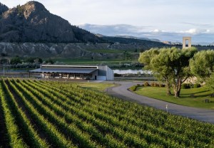 The rows of a green vineyards is pictured on sunny day with a building and mountains in the background.