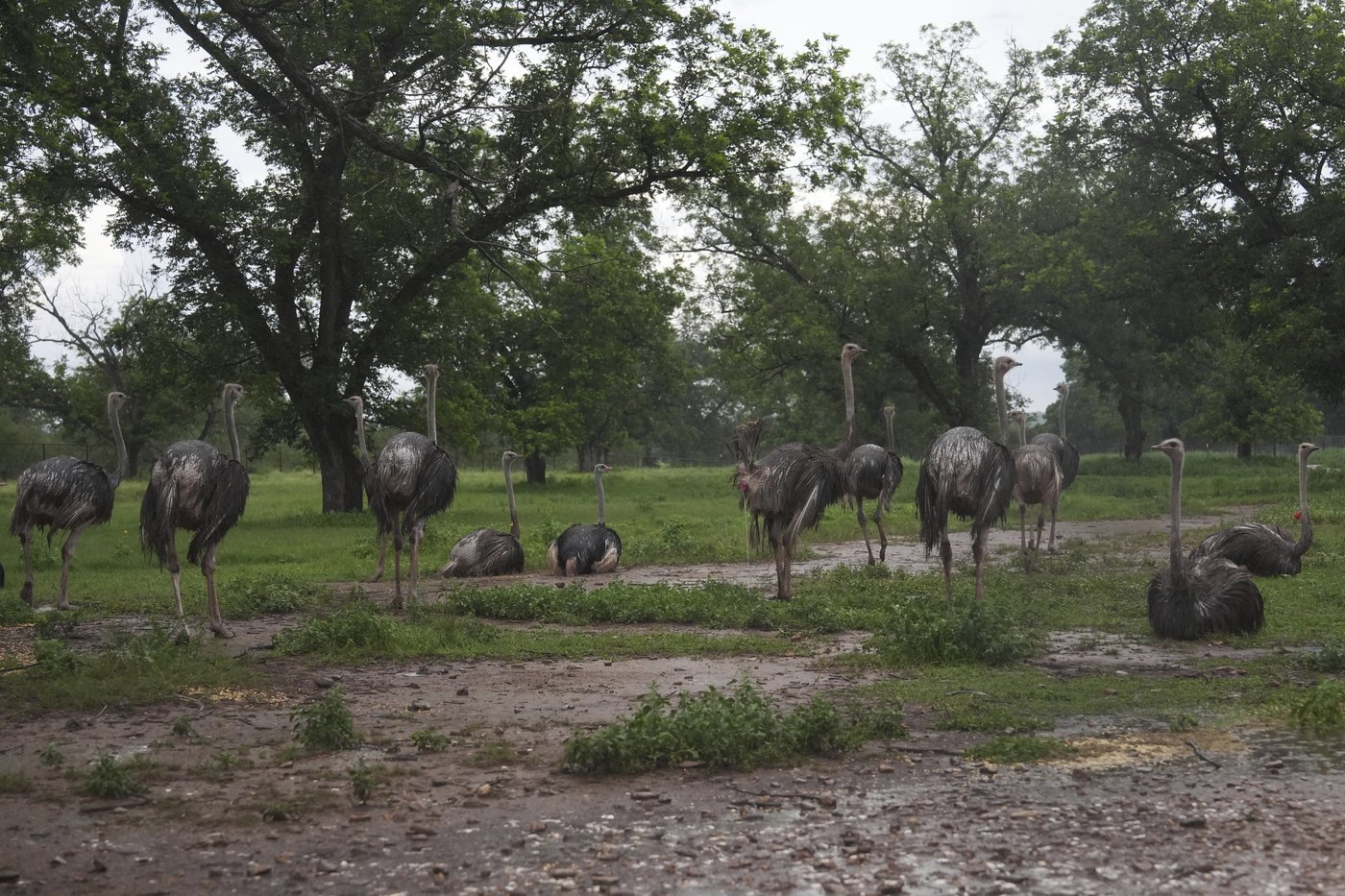 Texas floodwaters damaged crops and endangered livestock. Now farmers and ranchers are cleaning up | iNFOnews.ca Texas floodwaters damaged crops and endangered livestock. Now farmers and ranchers are cleaning up | iNFOnews.ca