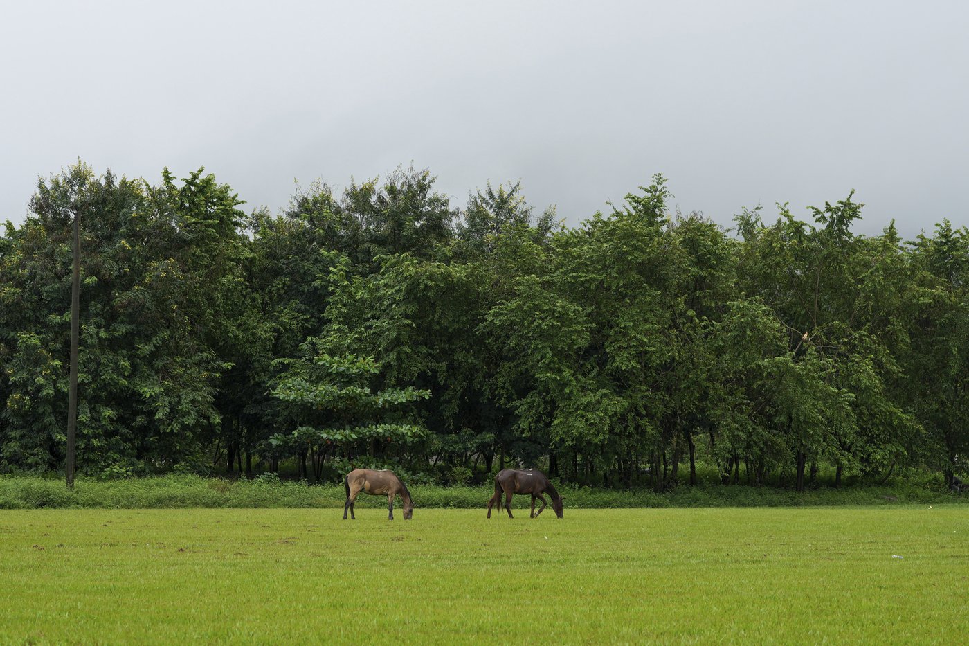 He fought to save jungles in Honduras. Now his killing haunts environmental defenders | iNFOnews.ca He fought to save jungles in Honduras. Now his killing haunts environmental defenders | iNFOnews.ca
