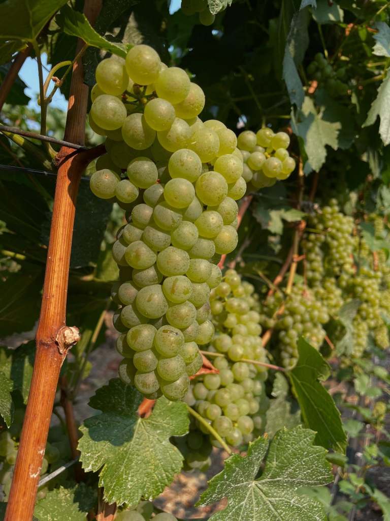 iN PHOTOS: Bountiful grape crop bursts with colour in Okanagan, Kamloops | iNwine