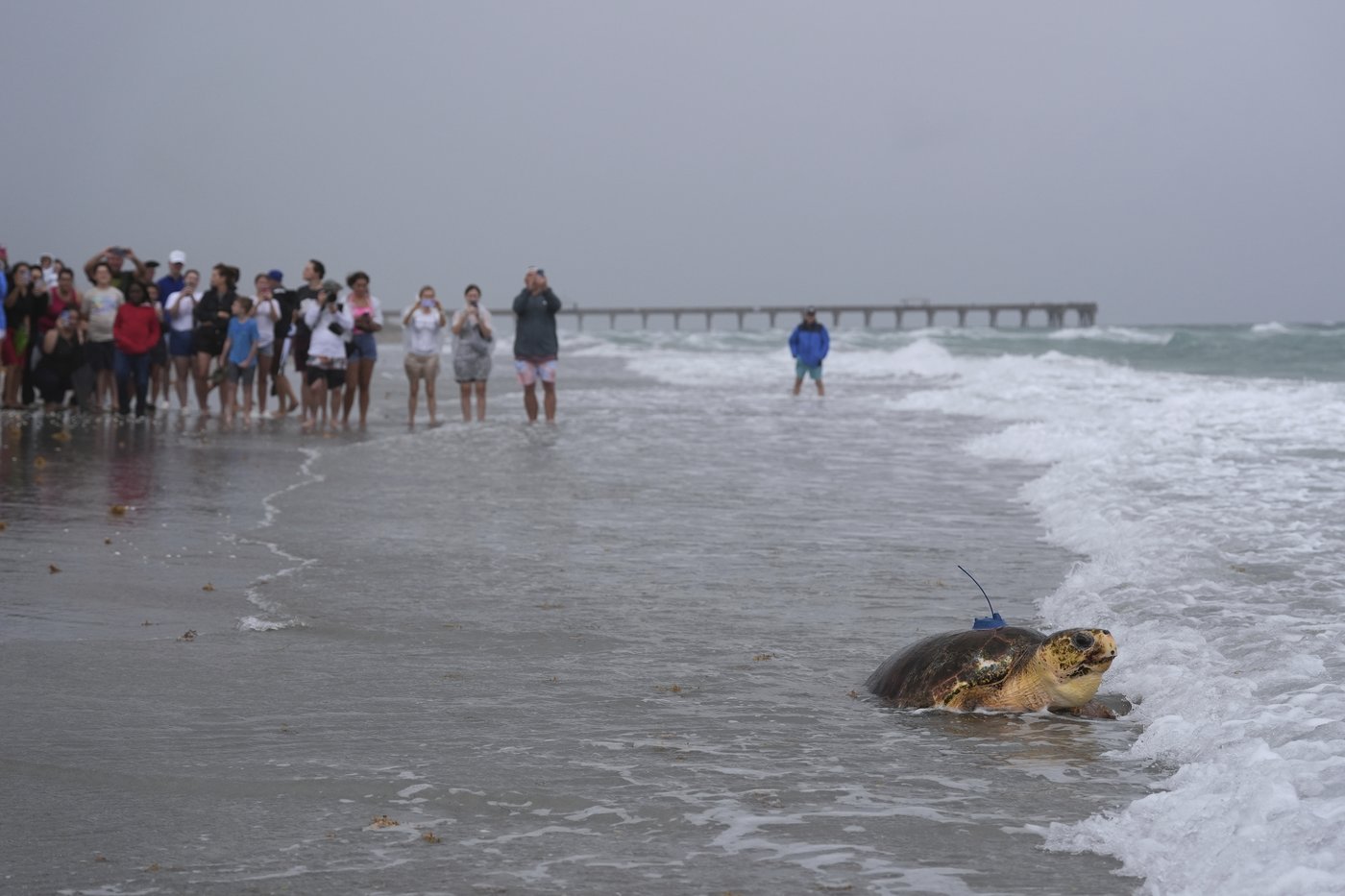 Dilly Dally the sea turtle returns to the ocean after flipper amputation | iNFOnews.ca