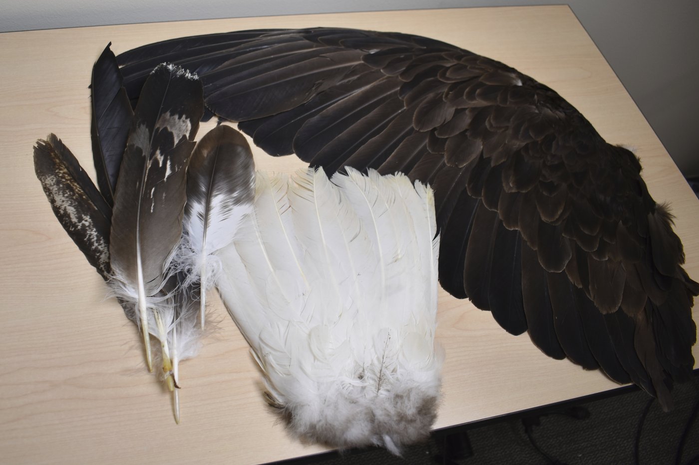 Poachers are exploiting the high demand for eagle feathers that are sacred among Native Americans | iNFOnews.ca