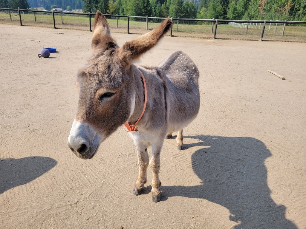 iN PHOTOS: Rescued senior donkeys in Shuswap need support as winter approaches | iNFOnews.ca iN PHOTOS: Rescued senior donkeys in Shuswap need support as winter approaches | iNFOnews.ca
