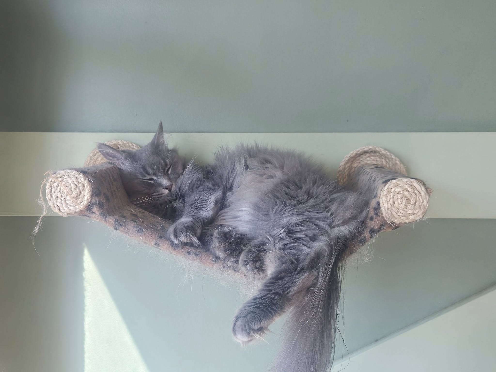A grey long-haired domestic cat sleeps in a small hammock attached to a wall.