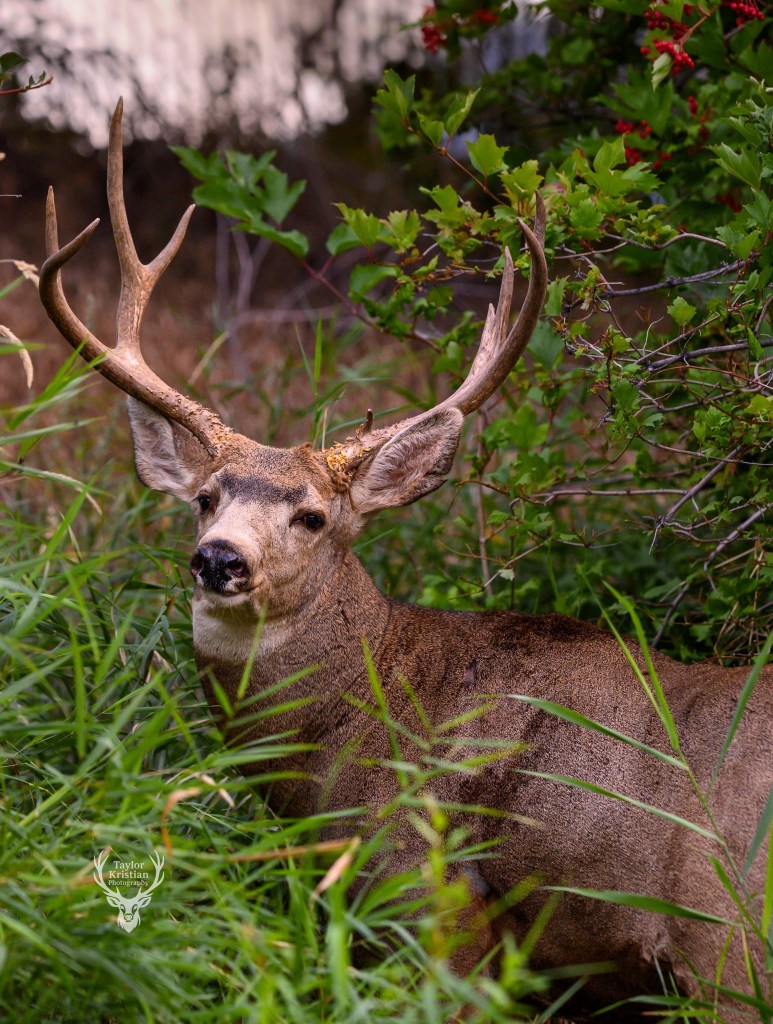 iN PHOTOS: Deer, bighorn sheep stuck in a rut in Kamloops, Okanagan | iNFOnews.ca iN PHOTOS: Deer, bighorn sheep stuck in a rut in Kamloops, Okanagan | iNFOnews.ca