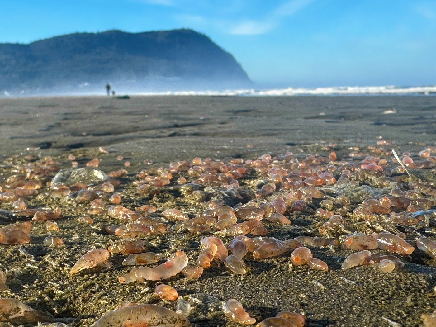 Sea cucumbers wash ashore by the thousands in a coastal Oregon town | iNFOnews.ca